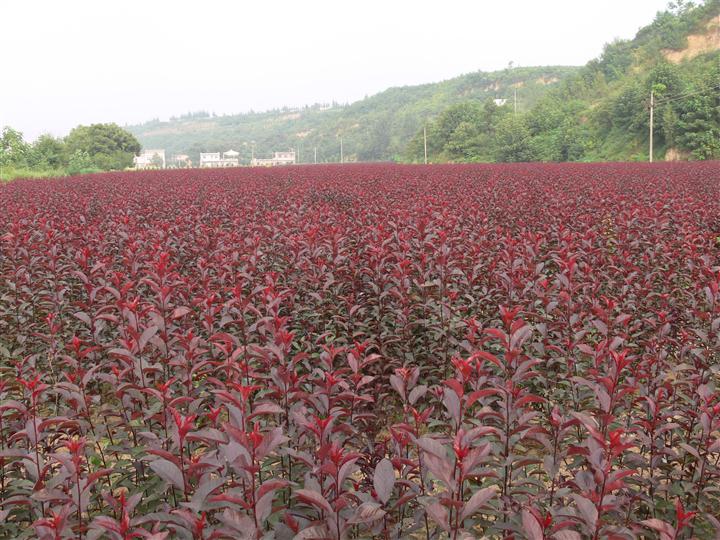 Culture methods and points for attention of Purple Leaf Dwarf Sakura