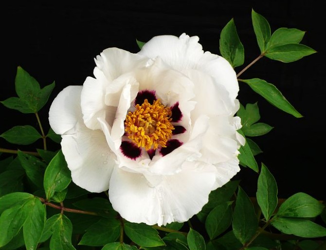 Culture methods and matters needing attention of Paeonia suffruticosa