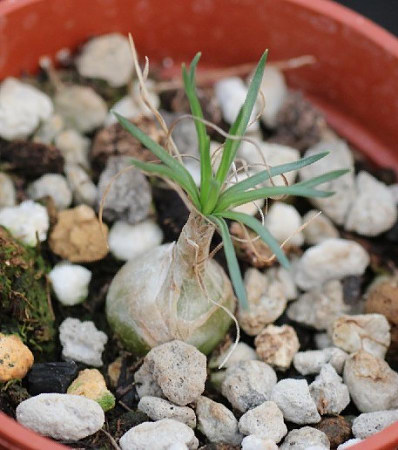 Bulb flowers need to grow balls first when they return to flowers.