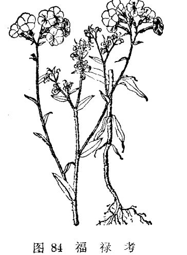 The main producing areas and planting methods of Fulukao