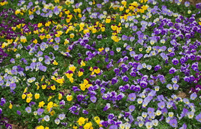 The method of prolonging the florescence of tricolor pansy