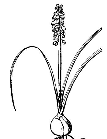 Propagation, cultivation and use of grape hyacinth