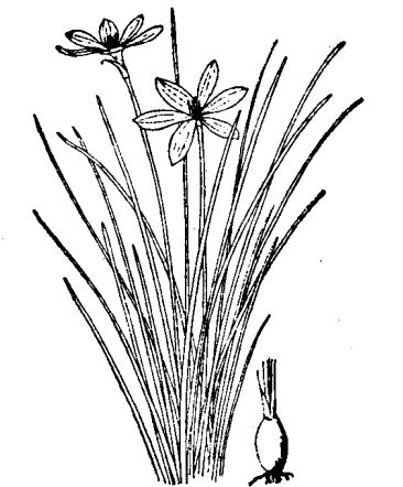 Cultivation and producing area distribution of onion orchid