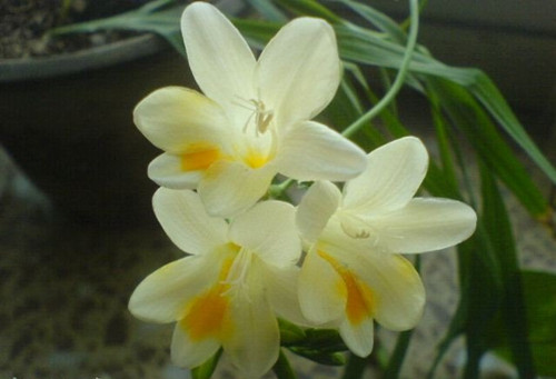 Flowering and florescence of freesia