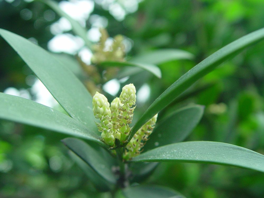 Disease and insect Pest Control of Bamboo and Cypress