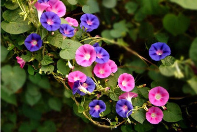 The habit and cultivation of morning glory