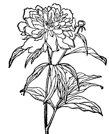 Propagation methods and methods of Paeonia lactiflora