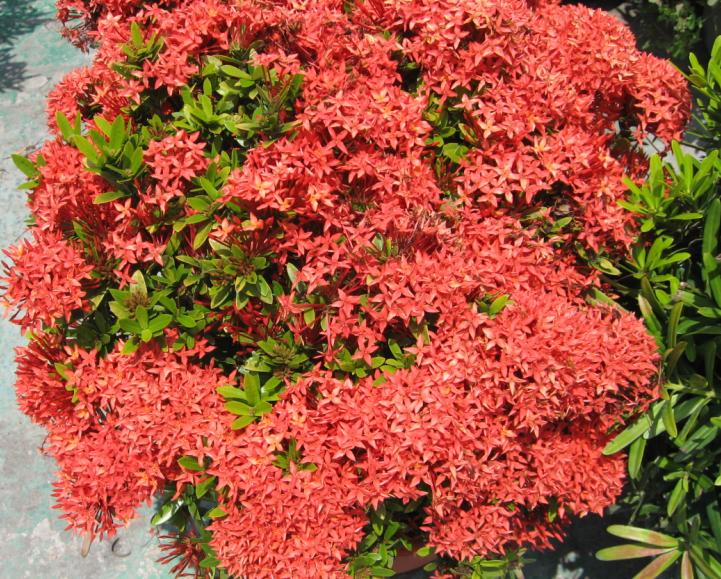 Culture methods and matters needing attention of Xiandan Flower (Red Hydrangea)