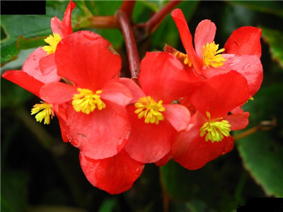 How to raise four Seasons Begonia?