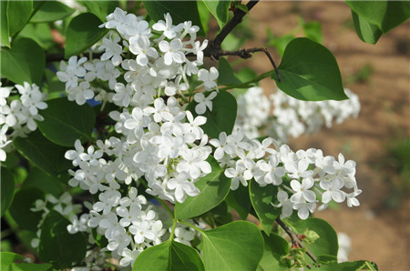 Cultivation and management methods of lilac