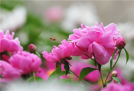 The method of thinning buds of Paeonia lactiflora