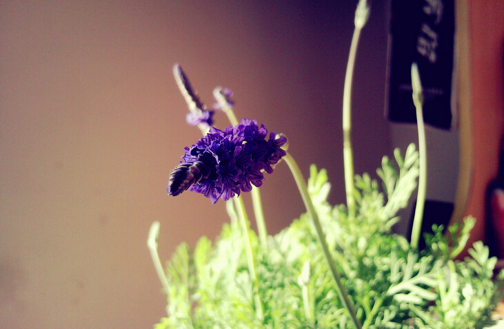 The pruning method of lavender