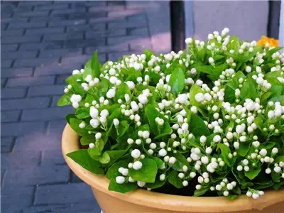 Maintenance methods of jasmine in winter