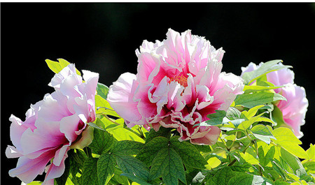 How to plant peonies?