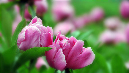 What are the influencing factors of peony flowering?