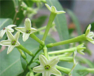 Ecological characteristics of late fragrant jade