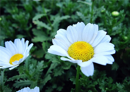 Secret of potted daisies