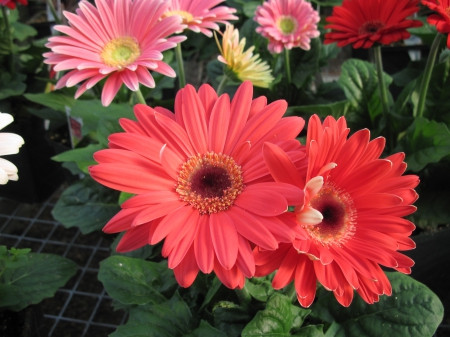 Detailed explanation of planting methods of daisies