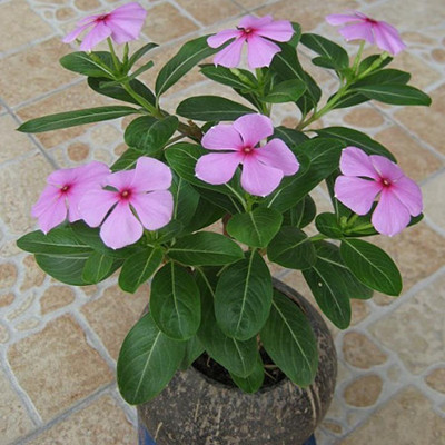 Culture method of Catharanthus roseus (four Seasons Plum)