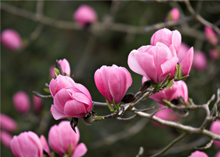 Cultivation techniques of Magnolia