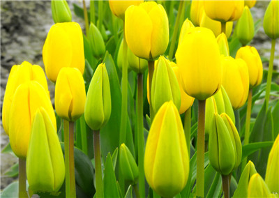 Key points for the conservation of commercial flower tulips