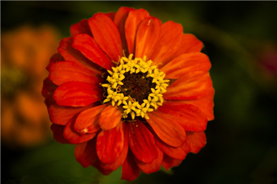 Key points of maintenance of zinnia