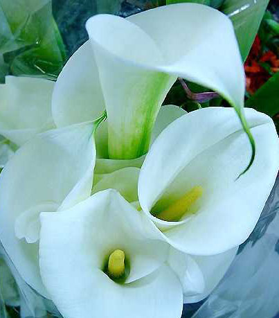 What is the yellowing of calla lily leaves?