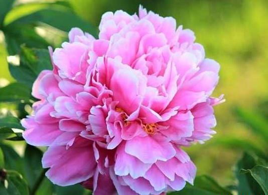 How to prevent peony from blooming