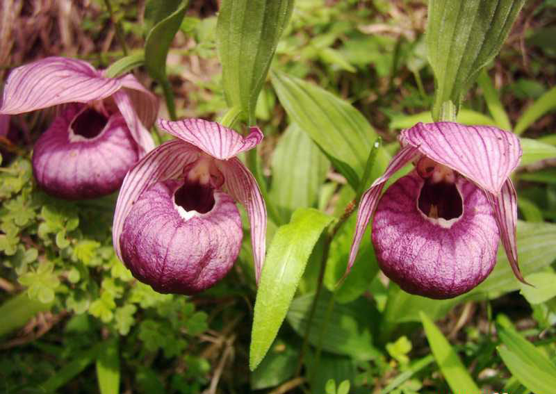 What are the common cultivated varieties of Paphiopedilum