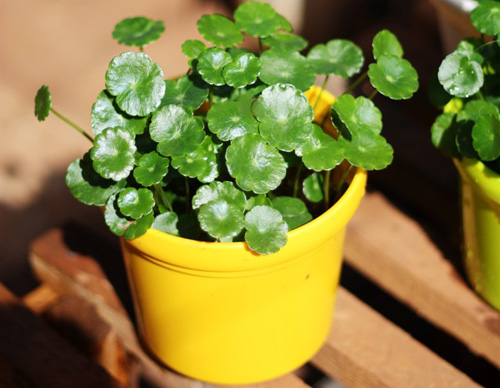 Cultivation and management methods of Lentinus edodes (Lentinus edodes, coriander)