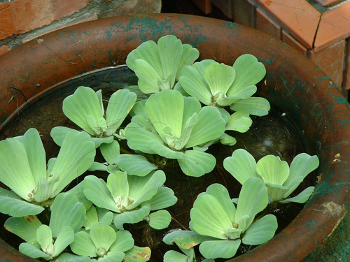 Introduction and ecological habits of Dazhu (Chinese cabbage and water lotus)