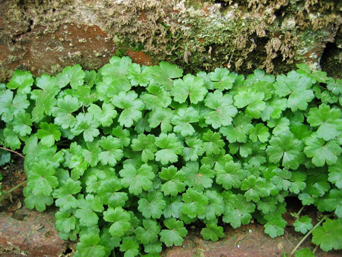 Introduction and maintenance of coriander (Gypsophila paniculata, broken copper coin)