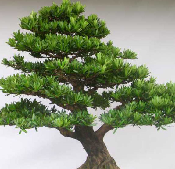 How to maintain potted Rohan Pine