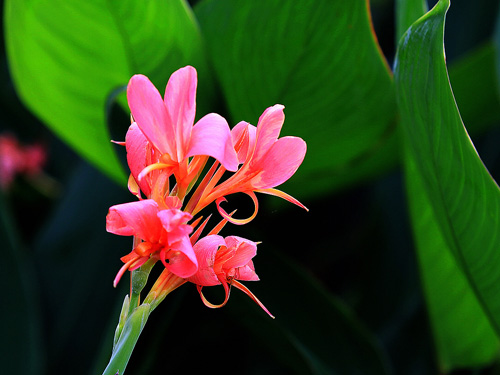 Cultivation and management methods of aquatic canna (flower and leaf canna)