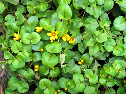 Conservation and Management of Dichondra chinensis (Herba Hedysari, Herba Lysimachiae)