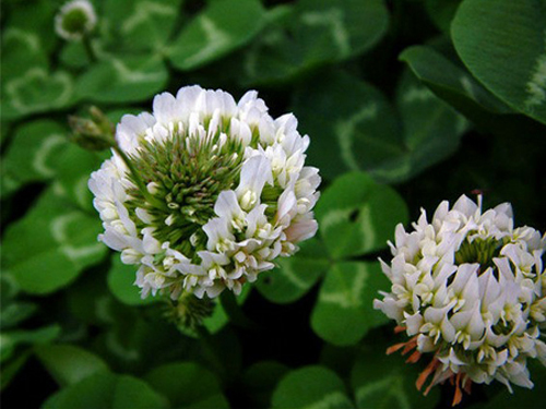 Cultivation and management of white clover (Trifolium repens, Trifolium repens)