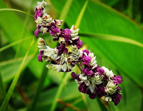 Cultivation and management methods of Zili flower (water bamboo taro)