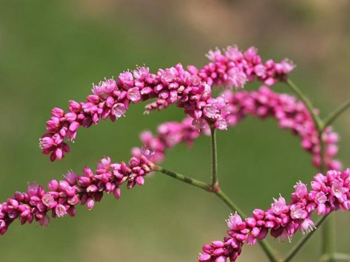 Culture method of Polygonum polygonum (Polygonum orientalis, Polygonum orientalis, Dog tail Red)