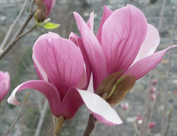 What are the environmental requirements of purple magnolia?