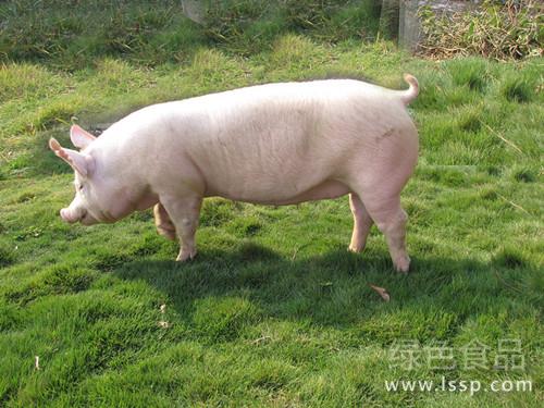 Nutritional requirements and feeding of healthy pregnant sows with adequate nutrition