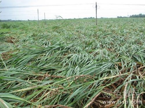 Lodging sugarcane is easy to hollow or puxin how to prevent the strong wind blowing down sugarcane