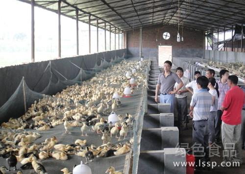 The key points of management techniques for keeping ducks in captivity can save labor.