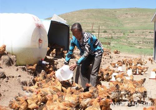 Drink more water in summer and many laying hens have peak drinking water requirements in winter.