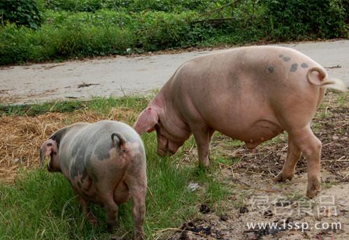 Different feed formulations for sows in different stages