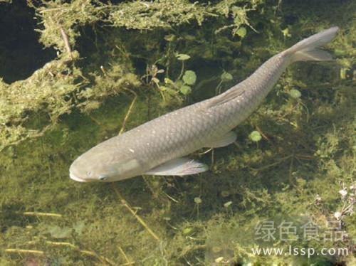 Technical points of mixed culture of snails in grass carp field with abundant and pollution-free grass carp