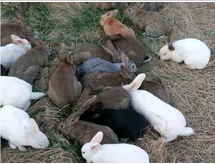 What are the specific aspects of the nutritional imbalance of female rabbits?