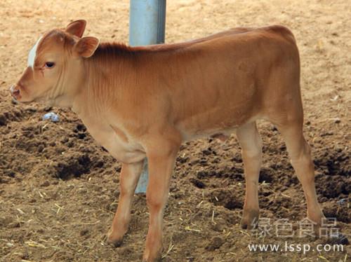 Prevention and treatment of respiratory distress syndrome in calves with complex causes such as premature hypoxia