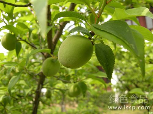 High-yield and high-yield cultivation techniques of green plum with pollination trees and blooming bee