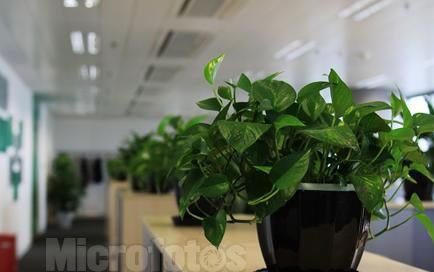 What if the green plants in the office turn yellow?