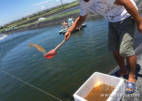 If you don't have enough to eat, you can't even eat too much. Shrimp feed is very fastidious.